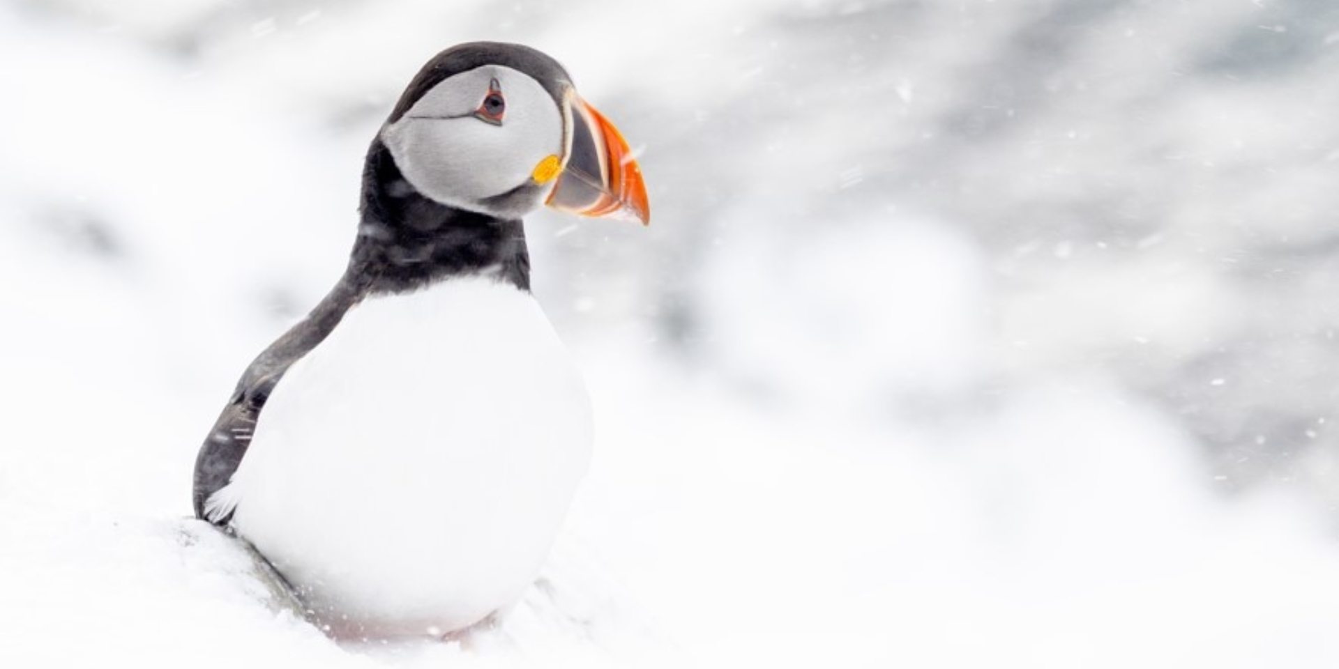 Exposición fotográfica «Suspiros en la Naturaleza»