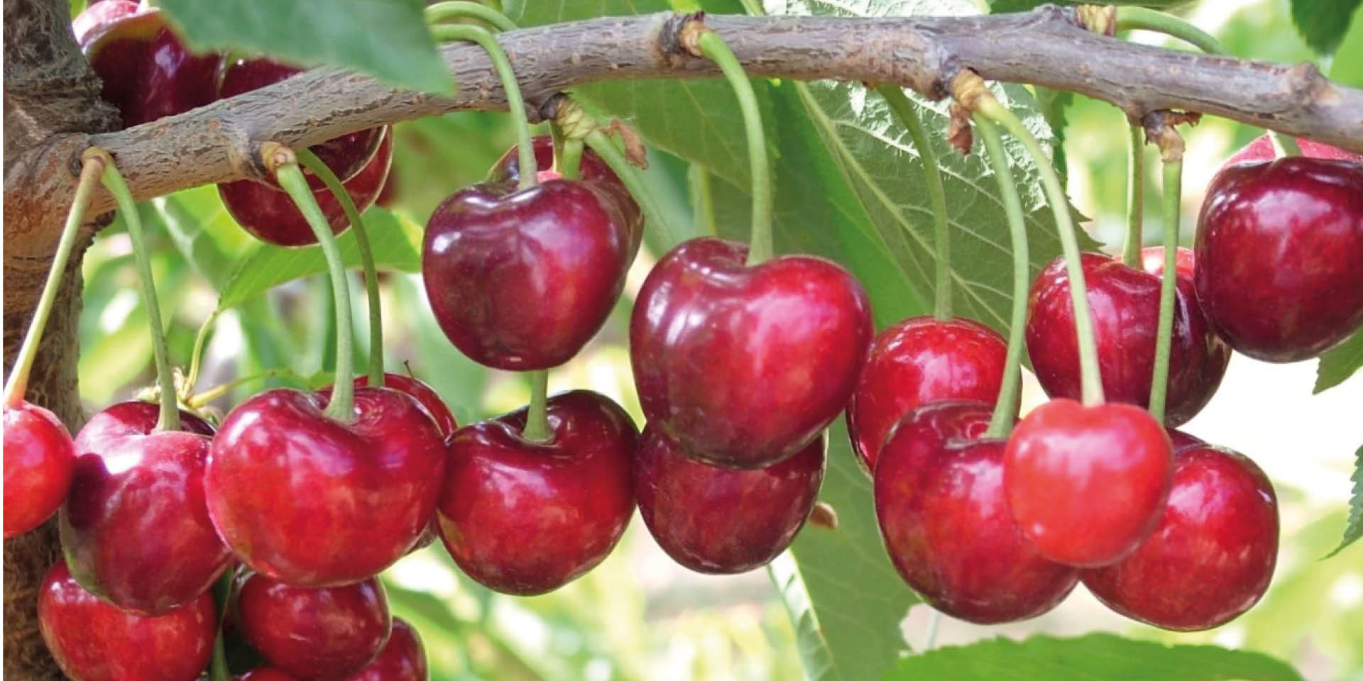 GASTRONOMÍA: LA FERIA DE LA CEREZA DE BOLEA