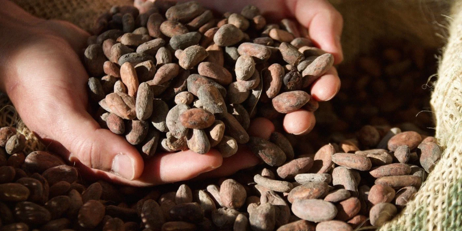Cata de "Chocolates Essenzo Cacao: del grano a la tableta"
