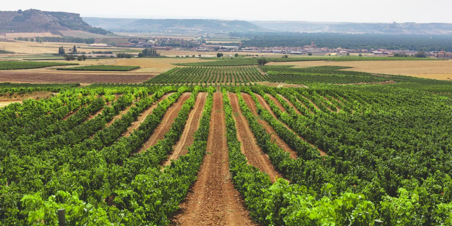 CATA DE VINOS: BODEGA EMILIO MORO