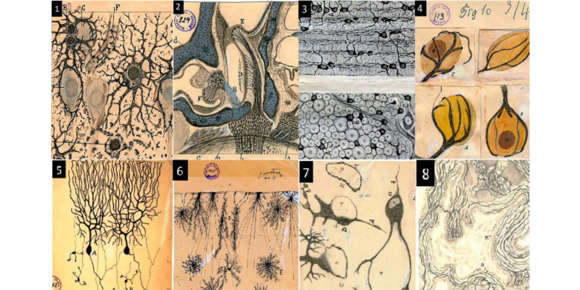 MESA INAUGURACIÓN EXPOSICIÓN ENTENDER EL CEREBRO: CÓMO ACTÚA LA NEUROPSICOLOGÍA