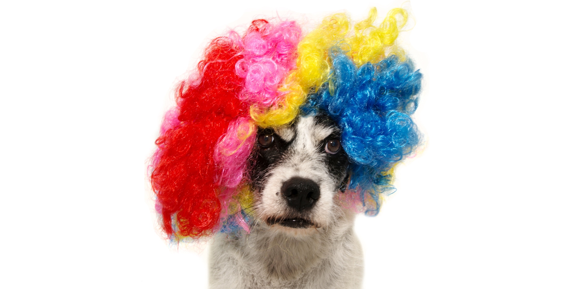 Concurso de disfraces para mascotas