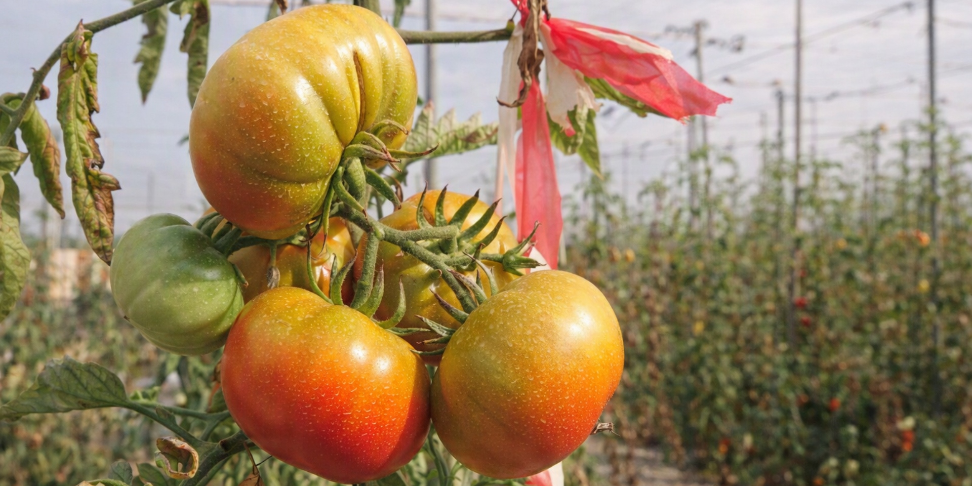 Sabors de temporada Km 0 dedicado al tomate Muchamiel