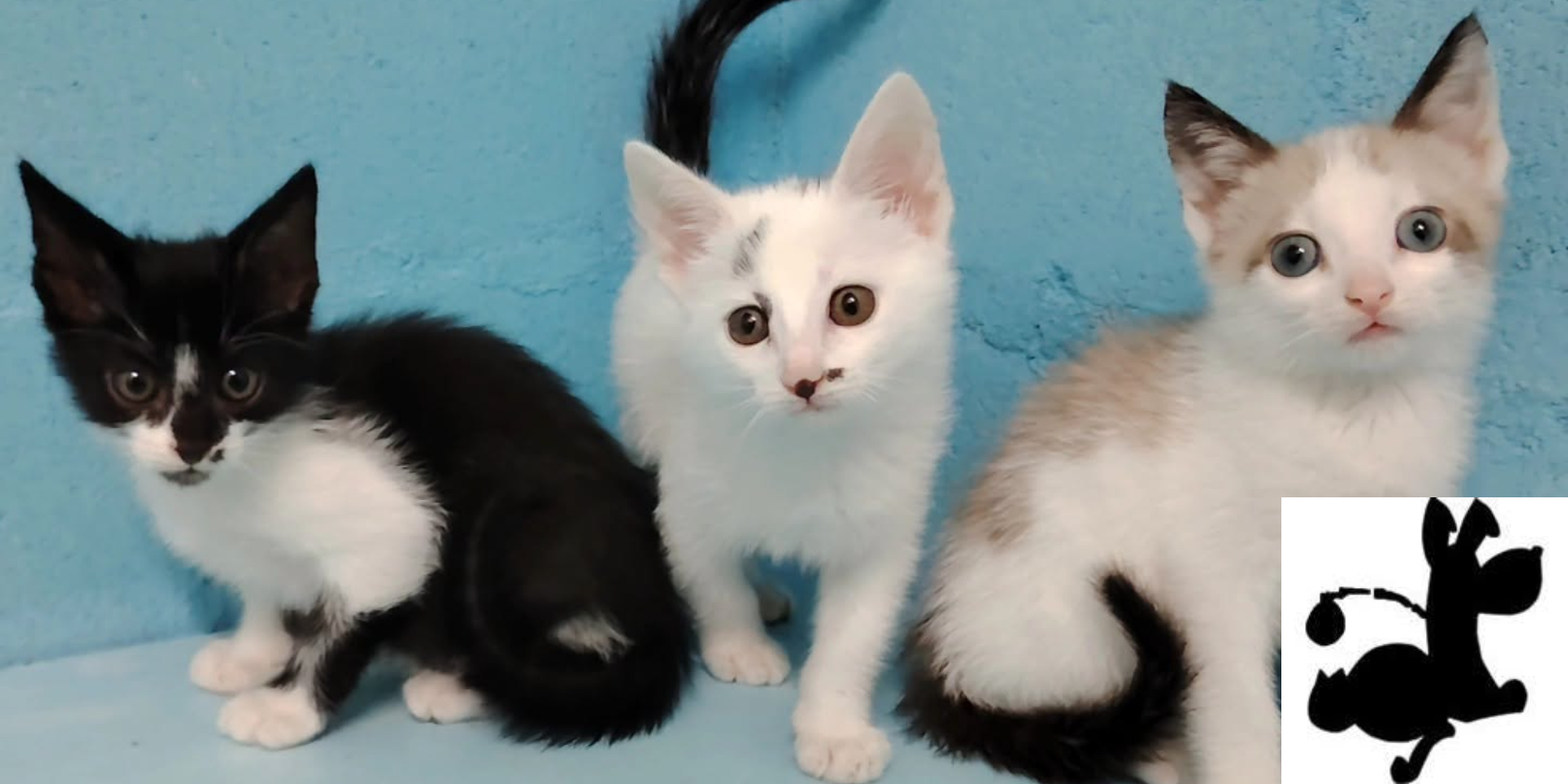 El Corte Inglés e Gatocan únense para celebrar o Día Mundial dos Animais cunha recollida solidaria de penso
